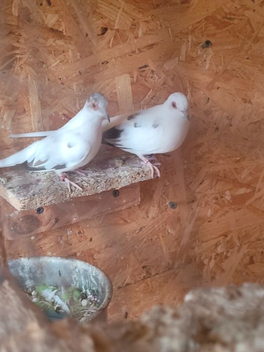 Papugi faliste faliste