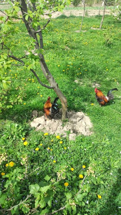 Продам когутів і курчат -бентамки