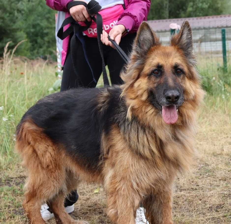 spokojna seniorka czeka na dom