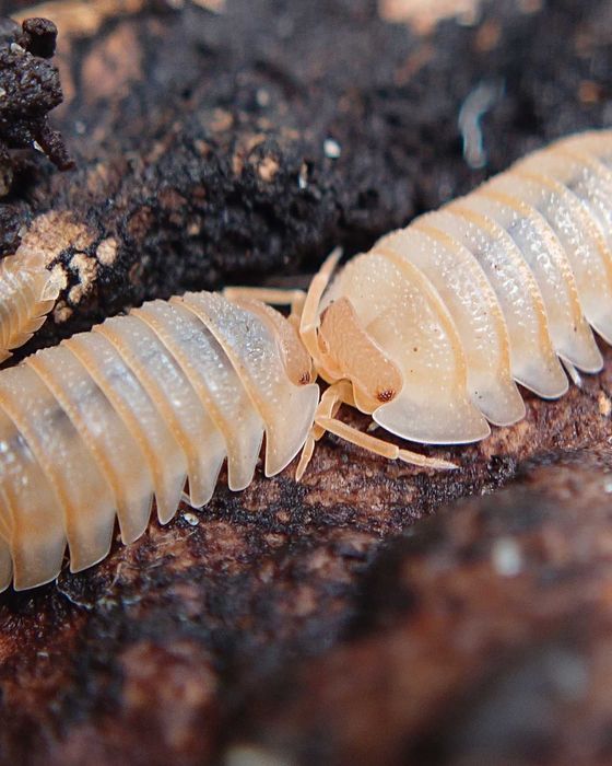 Armadillidium pallasii "Orange", isopody, 10 szt.