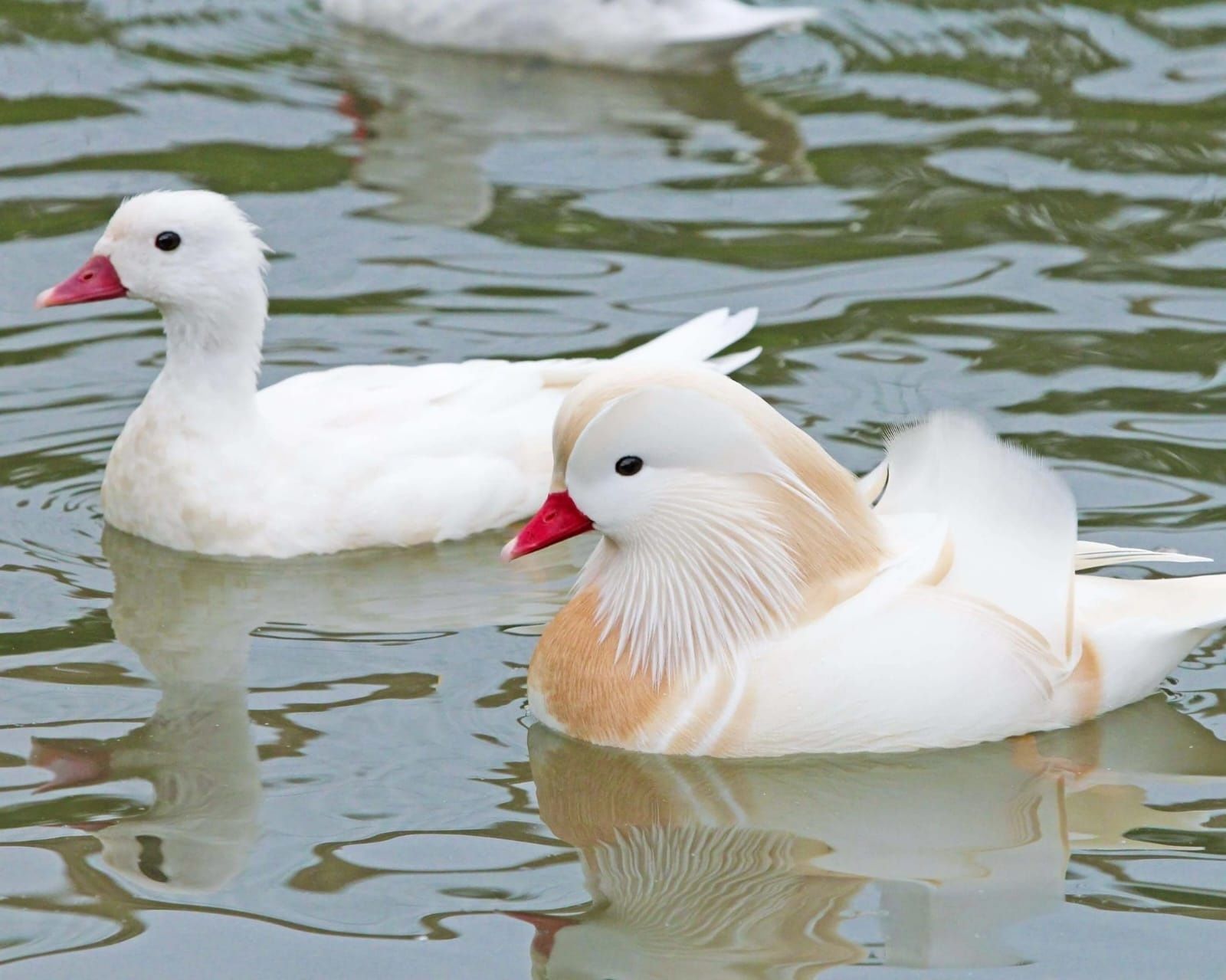 Patos/carolino/mandarim versicolor