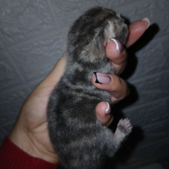 Котята Шотландські