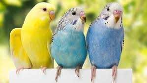 Волнистый попугай домашнего разведения- птенцы