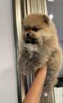 Pomeranian miniaturowy-OTYLIA BOO