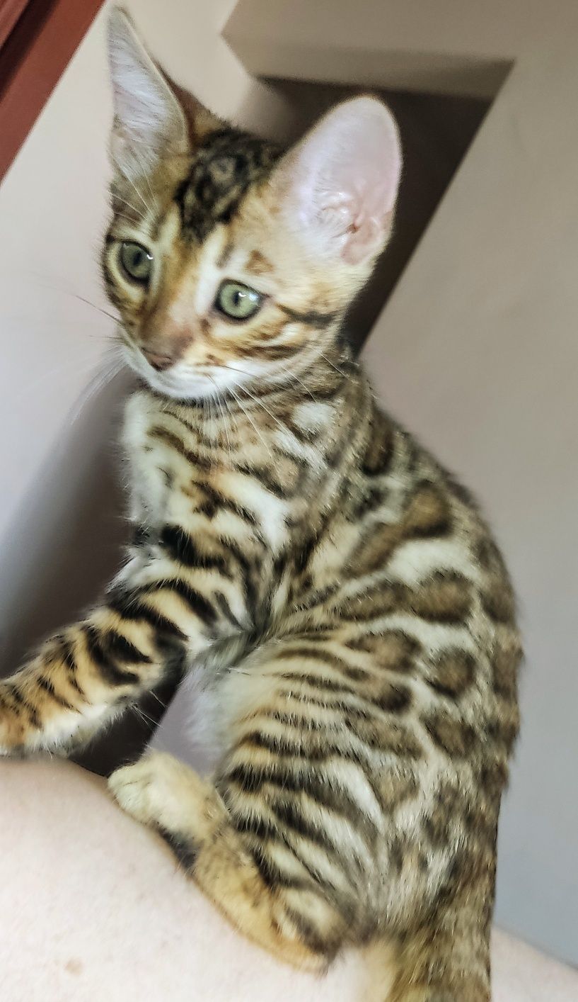 Gatinha Bengal 2 meses