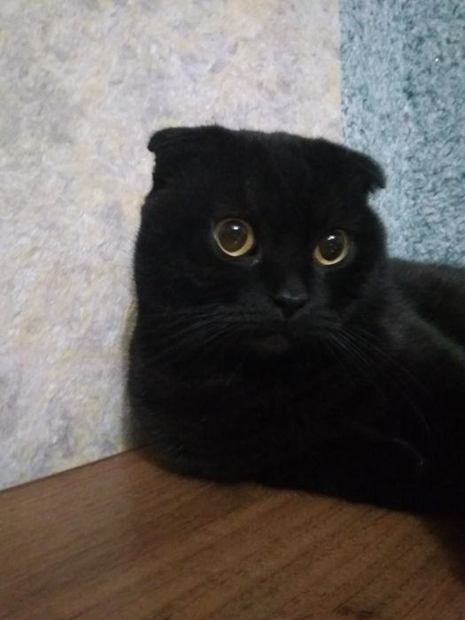 В'язка димчатий чорний