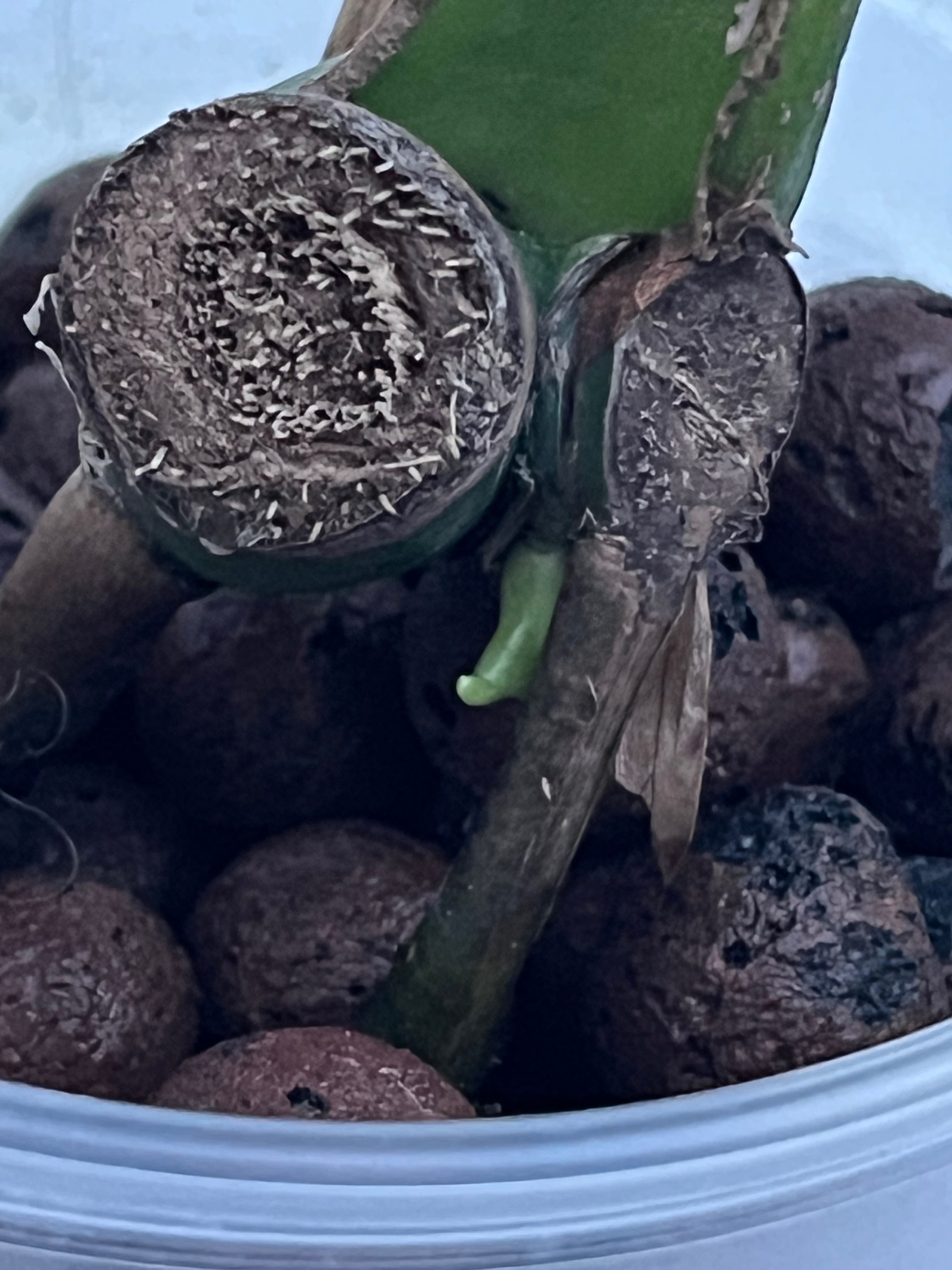 Monstera noid - w typie gog