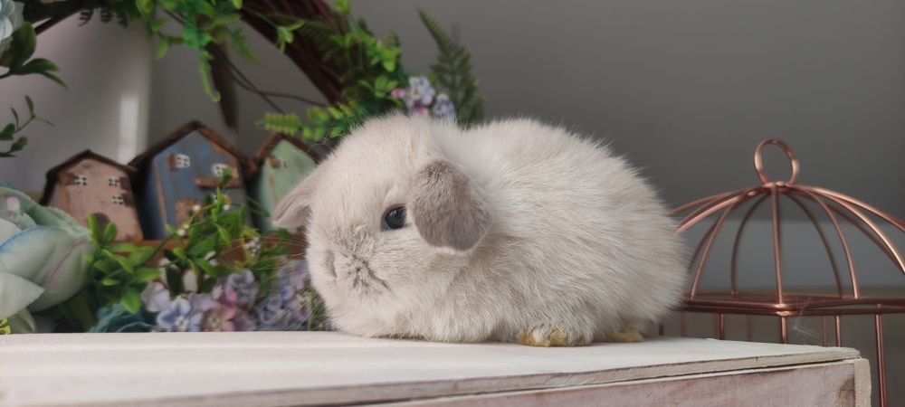 Królik Mini lop gotowe do odbioru