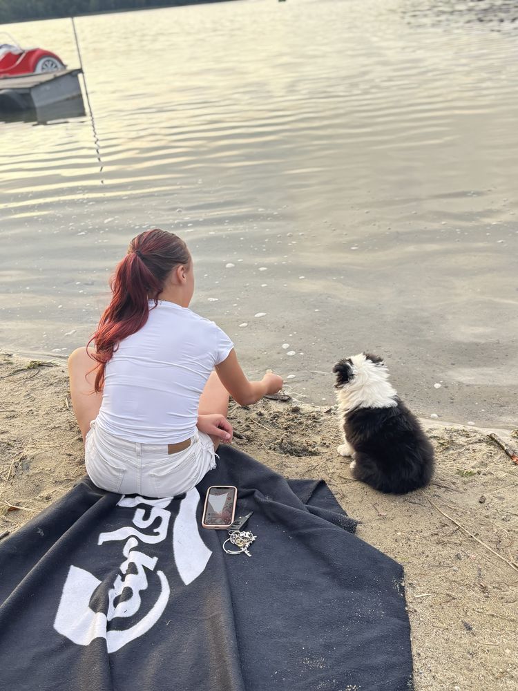 Border collie suczka z rodowodem