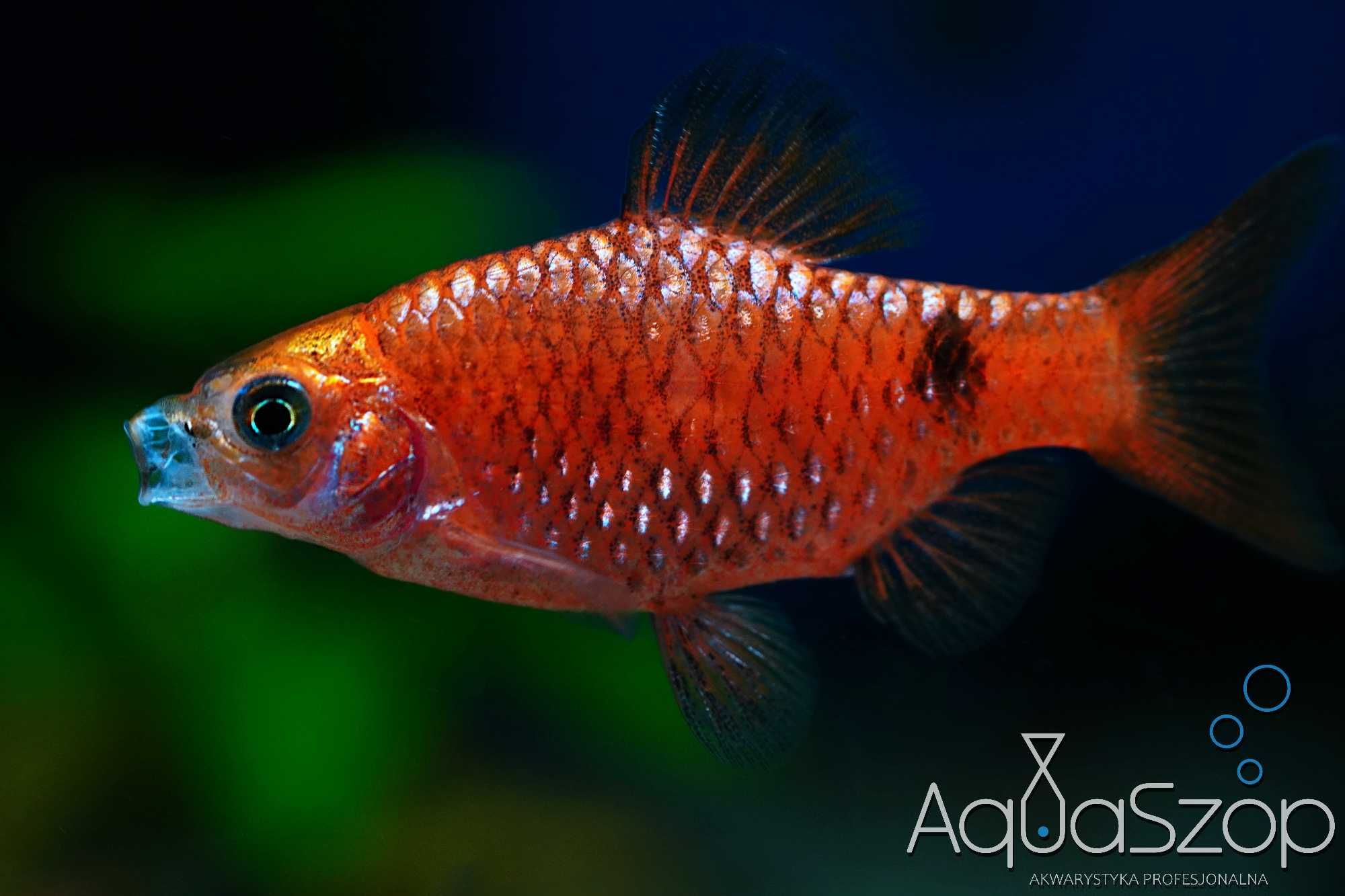 Brzanka różowa ( Pethia conchonius ) - Aquaszop