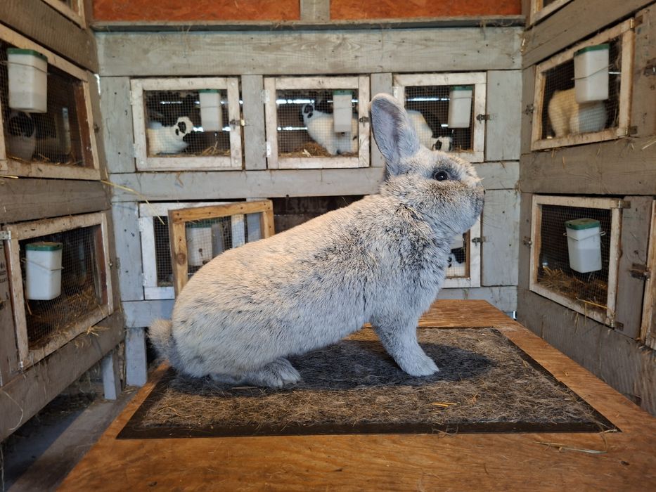 Wielki Jasnosrebrzysty