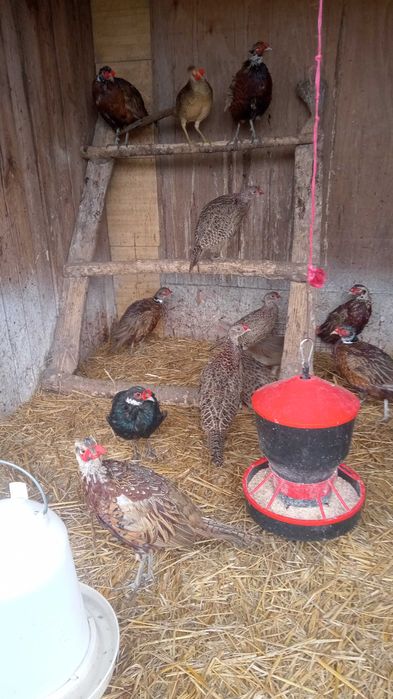 Bażanty łowne - młode