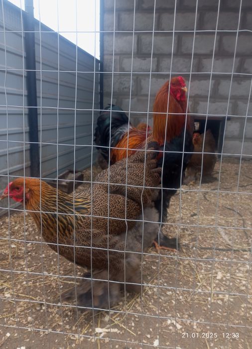 Інкубаційне яйце кур породи брама куріпчаста