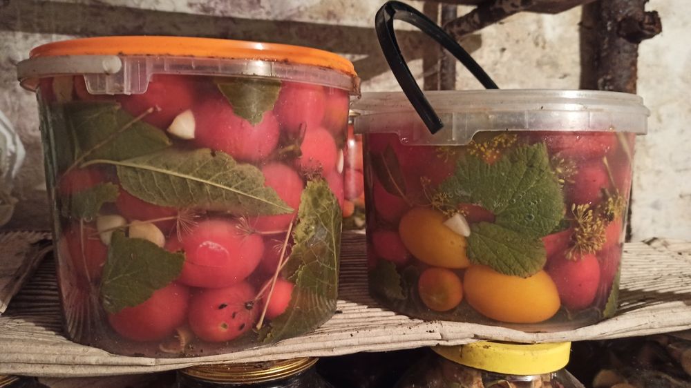 Квашені помідори