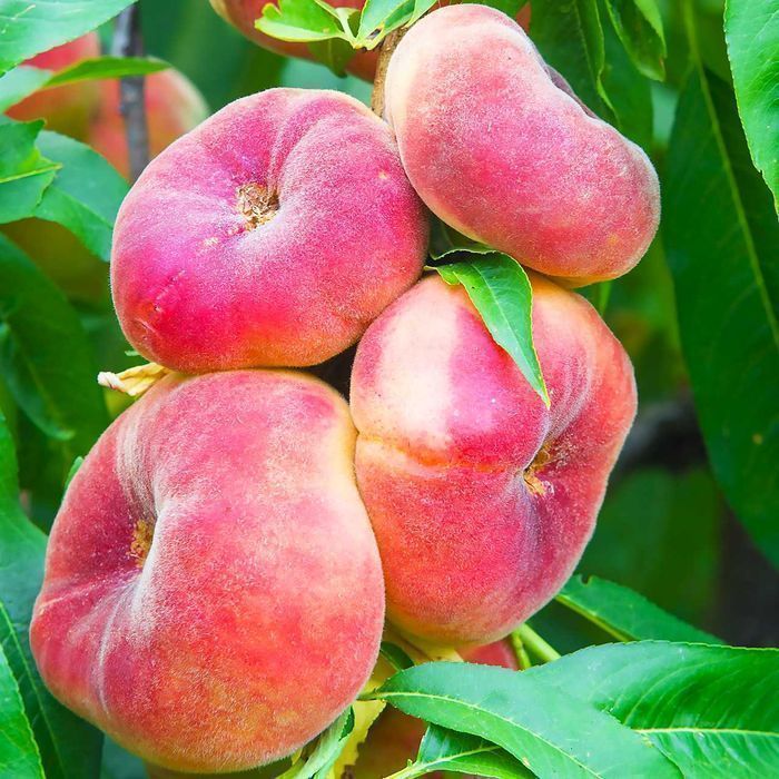 Саженцы персика. Саджанці персика (різних сортів) із пітомника