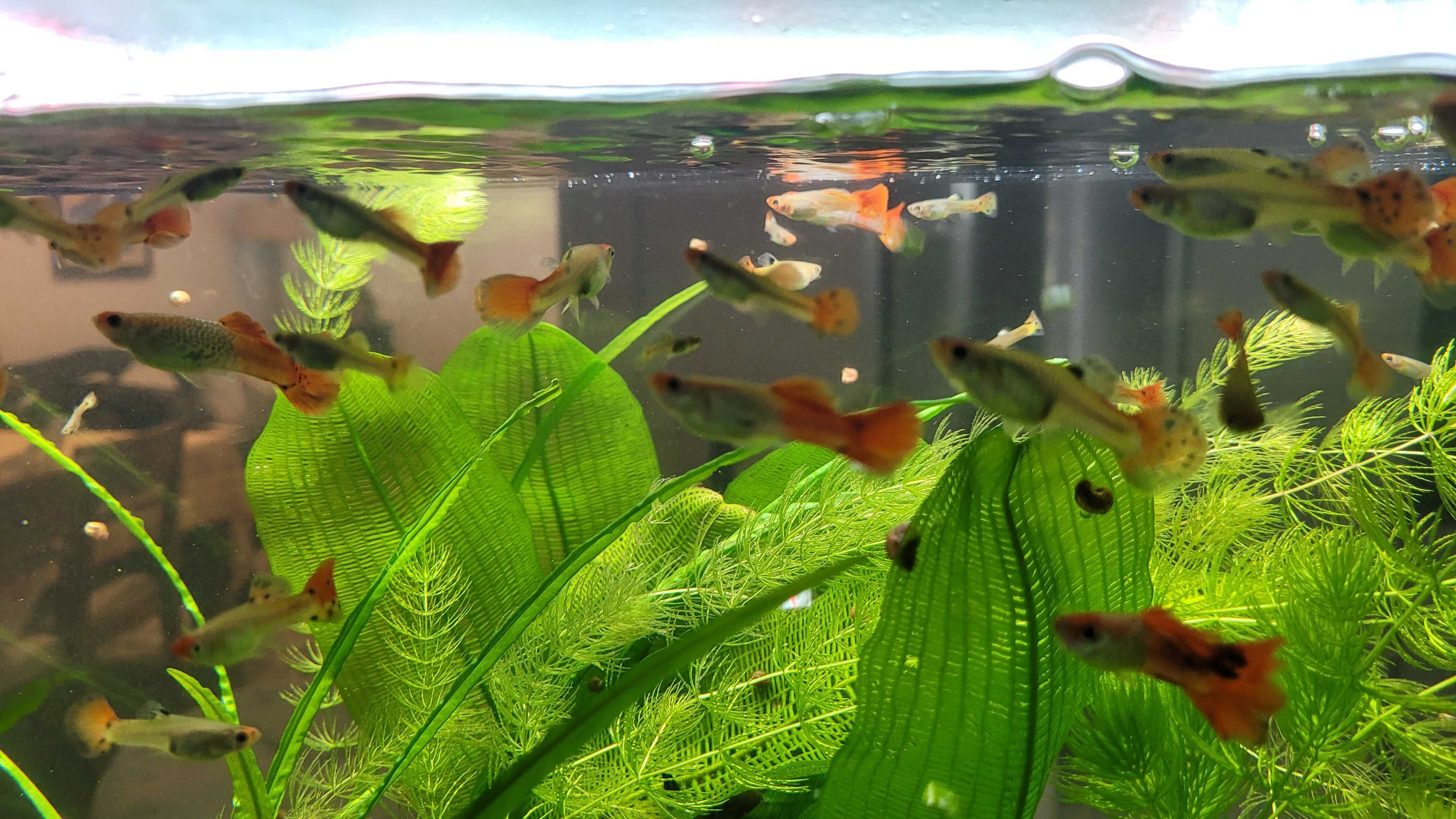 Venda de guppies saudáveis e muito lindos!