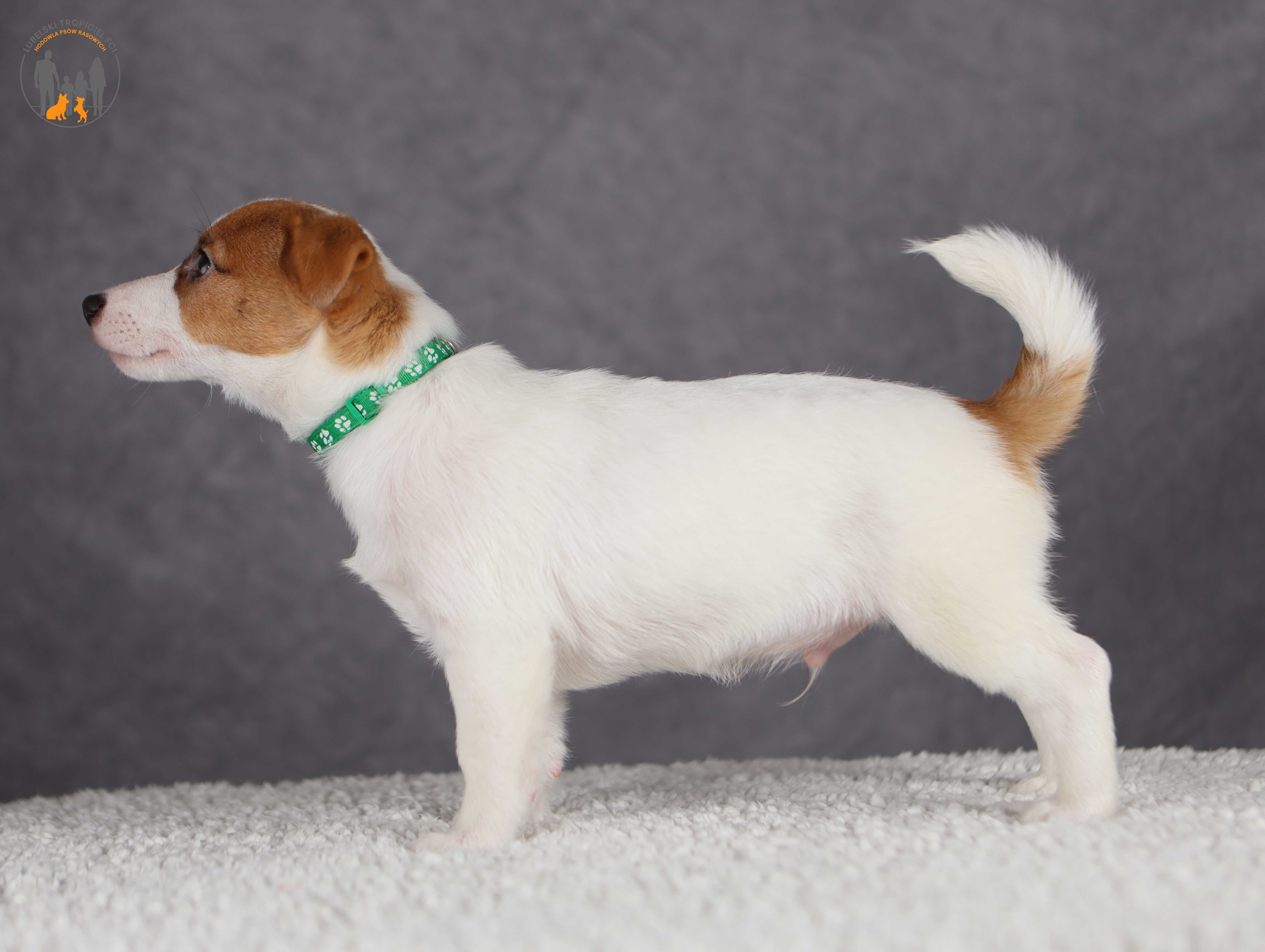 Jack Russell Terrier ZKwP FCI cudowny piesek rezerwacja