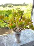 Suculenta Jade cultivada ao tempo.