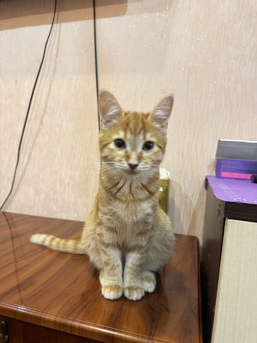 Віддам котиків в хороші руки .