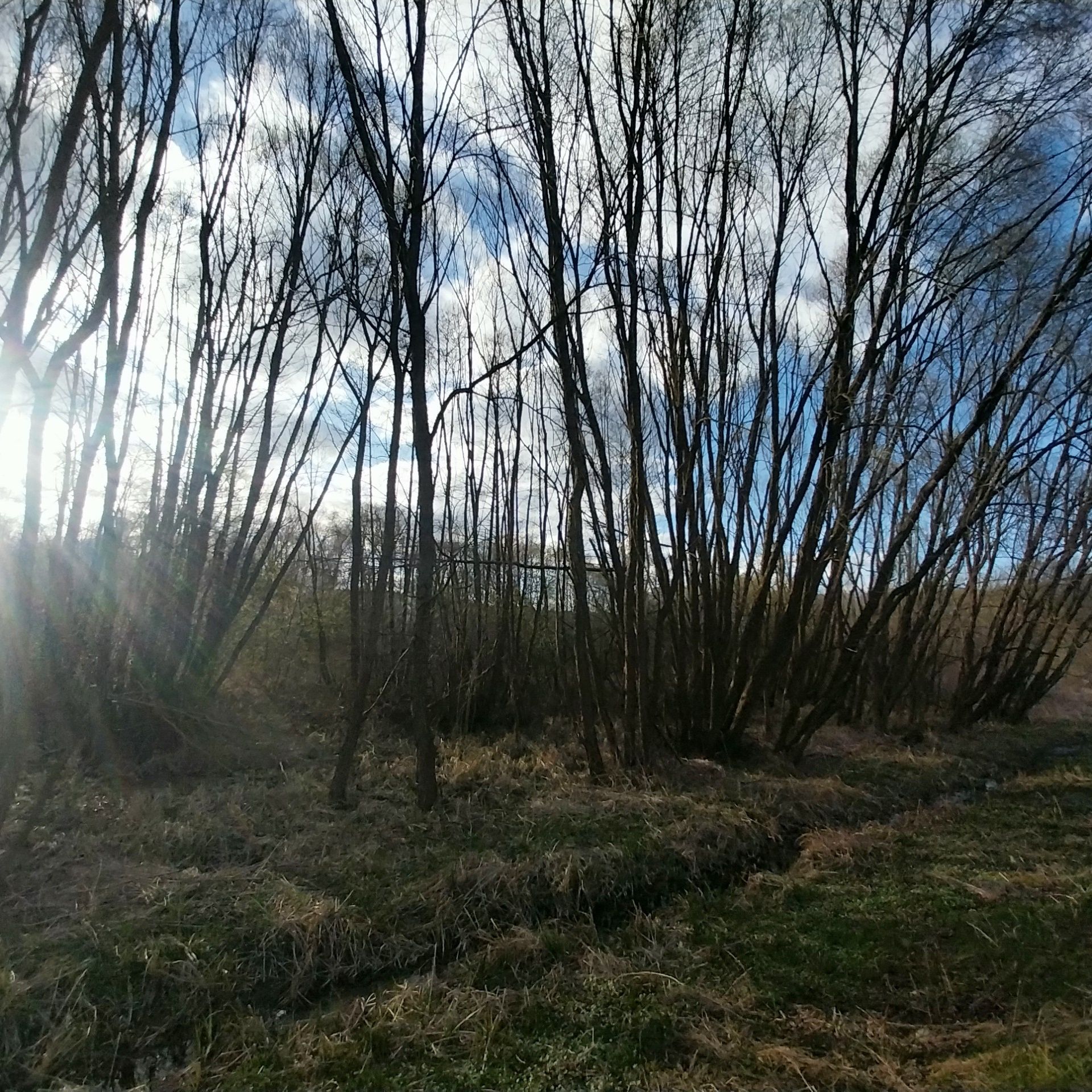 Oddam drewno za wycinkę, powierzchnia to 0,8ha, d