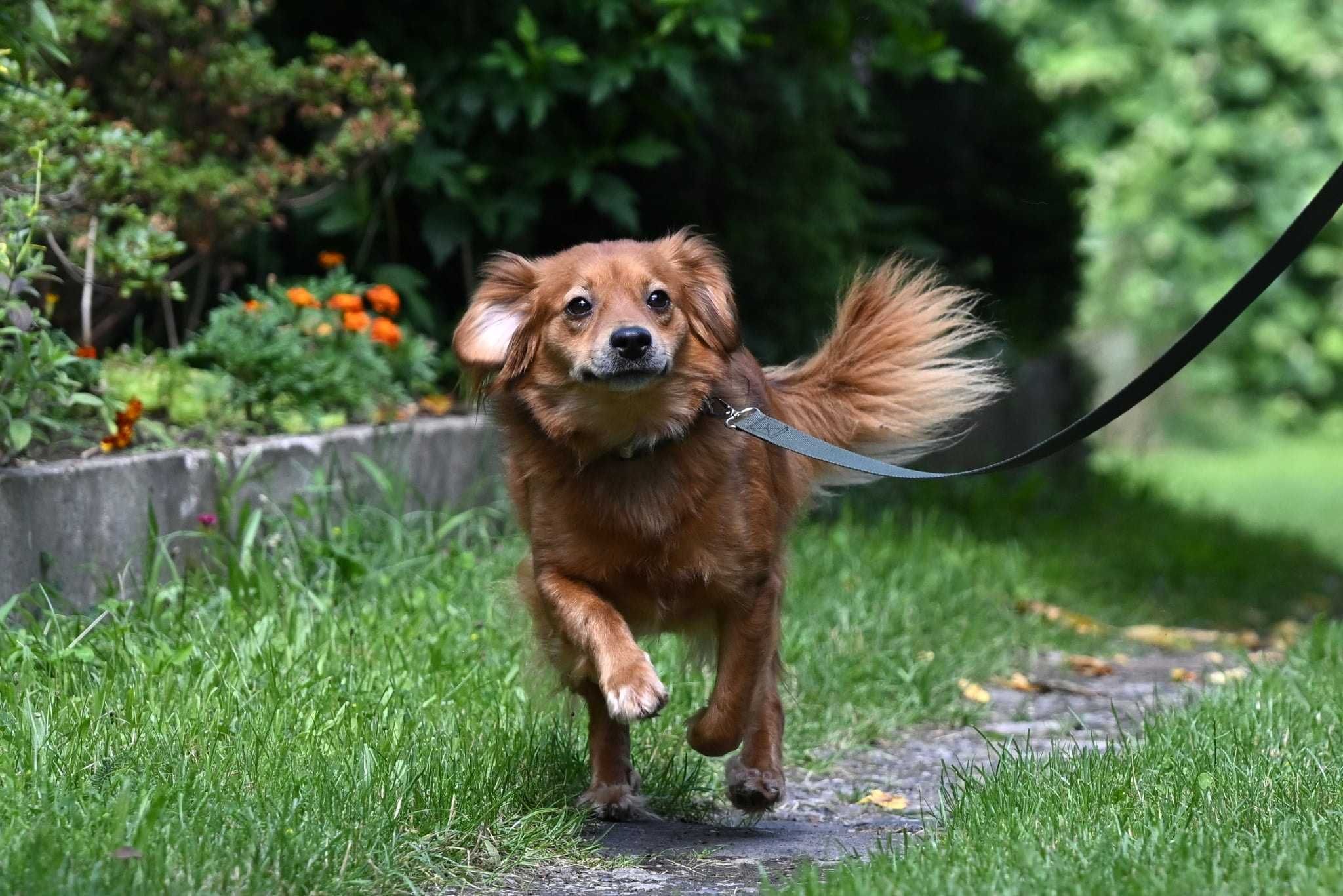 Cudna sunia Zuzia do adopcji!