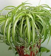 Хлорофитум кудрявый-- комнатное растение для дома и офиса