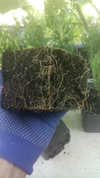 Лавандин Гроссо, опт