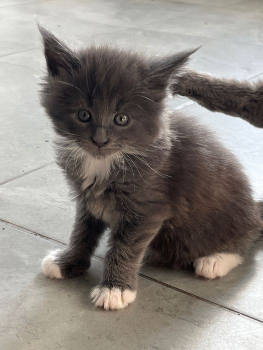 Роскошные девочки Мейкун