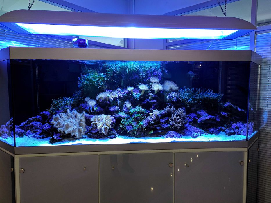 Serwis akwariów morskich – Warszawa +50 km