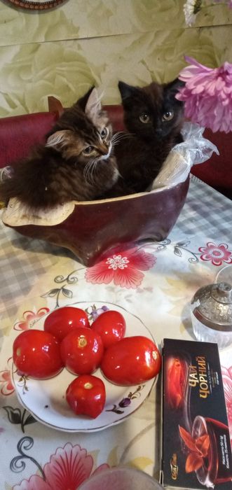 Кошенята в добрі руки