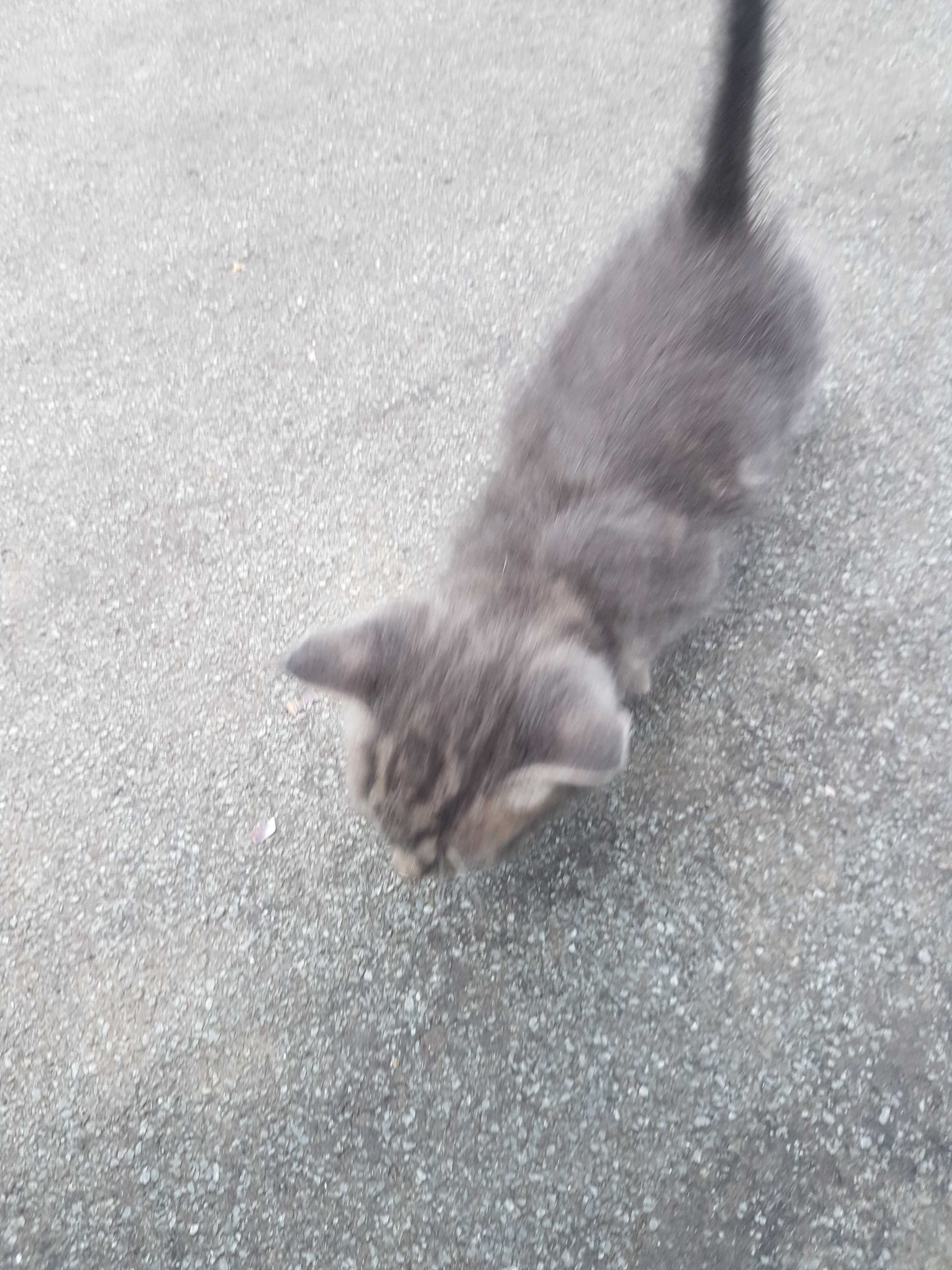 Dou 4 gatinhos com um mês e 5 dias. Para adoção séria e responsável.