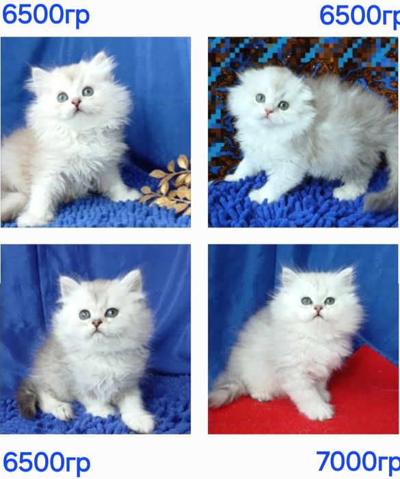 Серебристая шиншилла длинношерстные британские