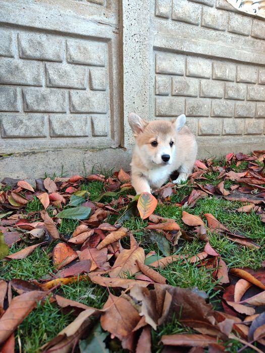 Корги пемброк , цуценята хлопці та дівчата. Ціна 850.00 евро.щенки