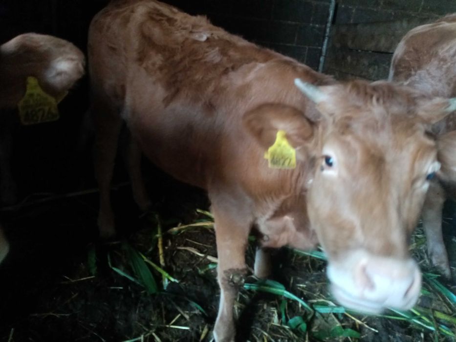 Sprzedam cielaki mięsne, odsadki 7 sztuk 200/300 kg