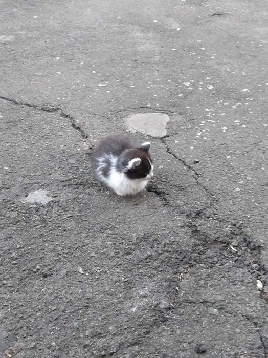 Принцеса шукає кого зробити щасливим власником