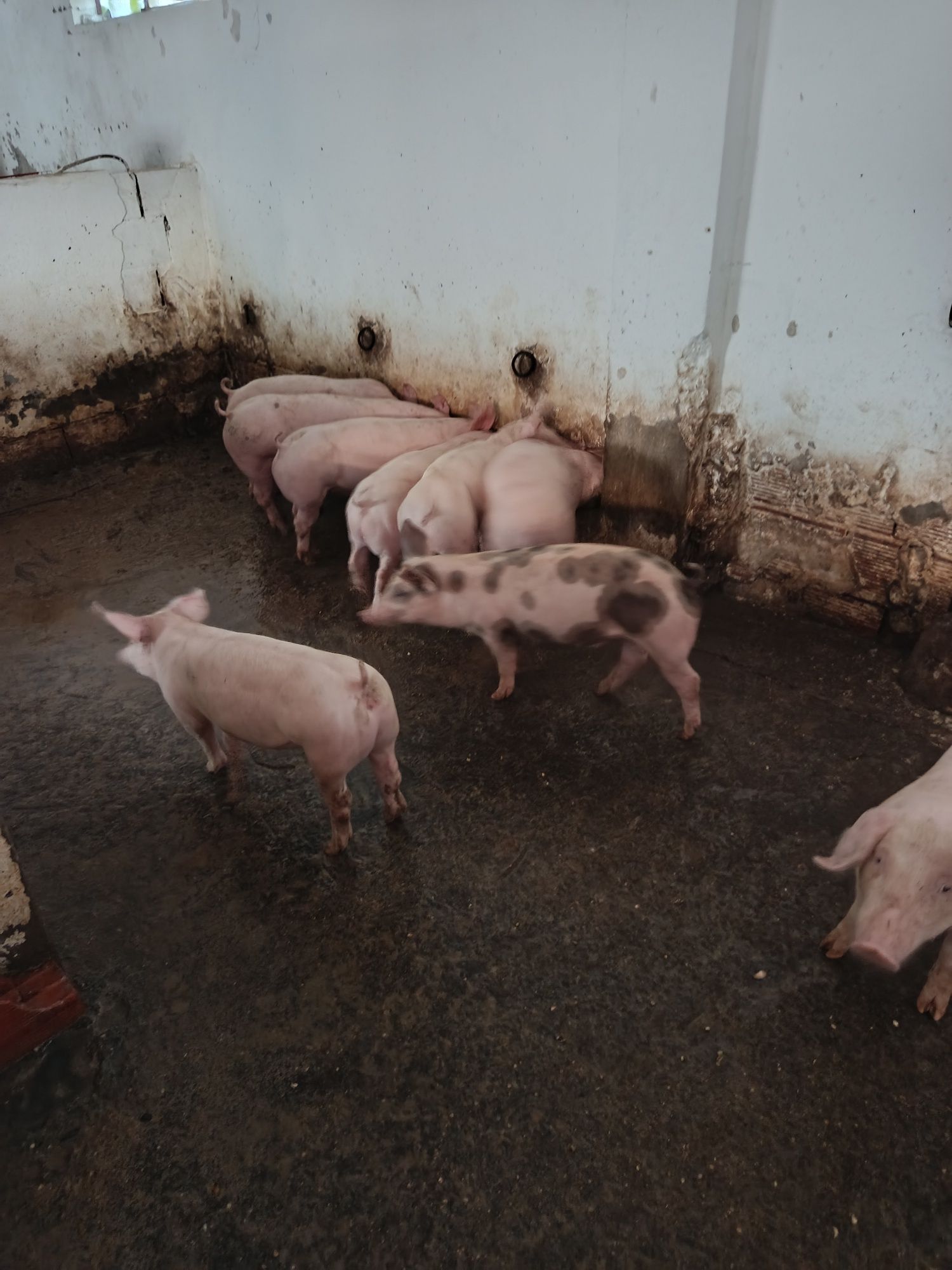 Leitões machos e fêmeas apartir de 35 kilos