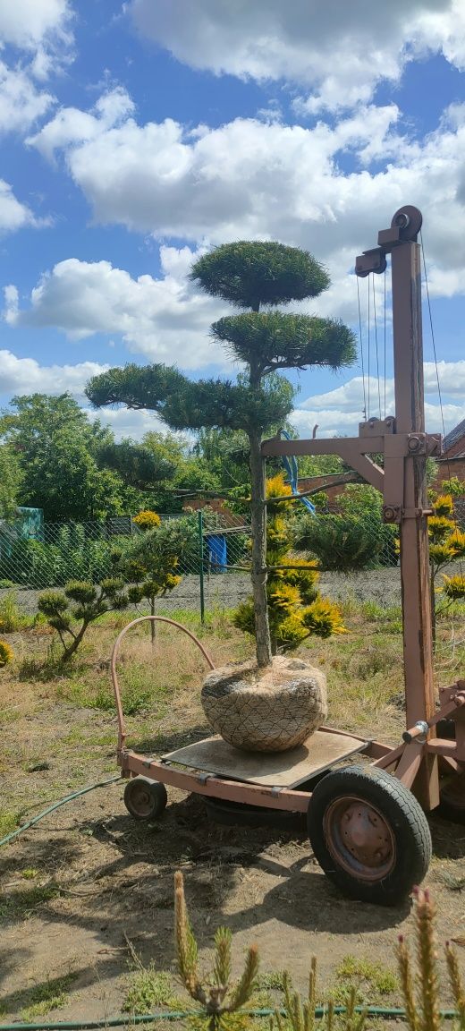 Drzewka bonsai sosna jałowiec  cyprysik