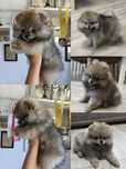 Piesek szpic miniaturowy pomeranian ZKwP FCI
