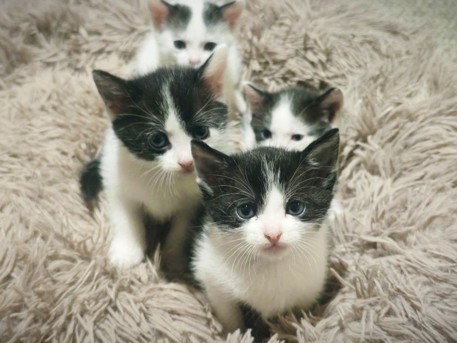 Kotki szukają nowego domu