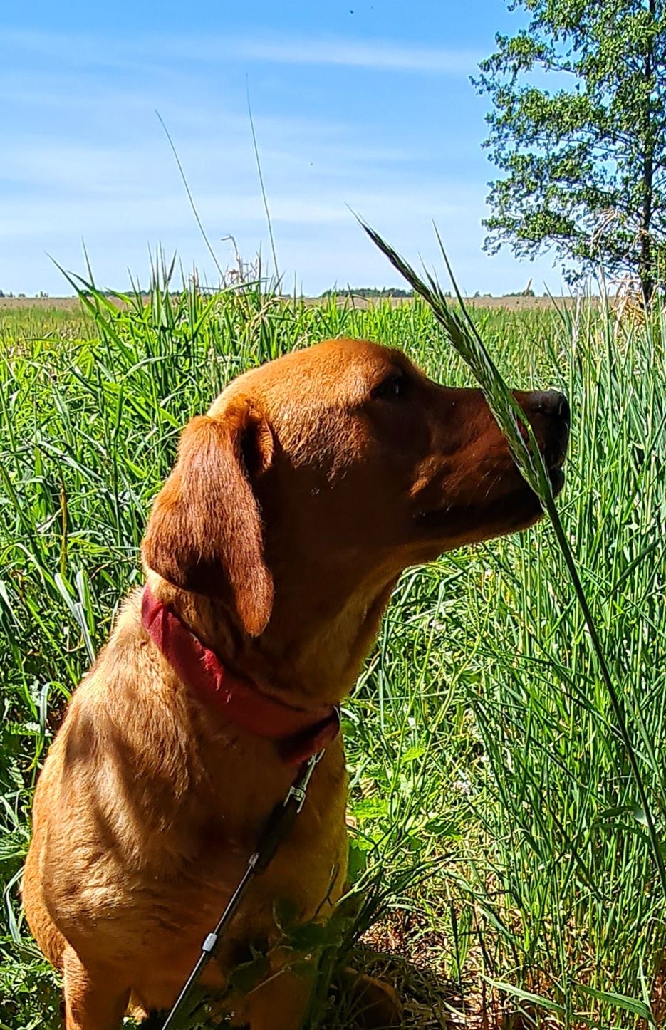 Piękna  ruda Elza labrador retriever Fox Red