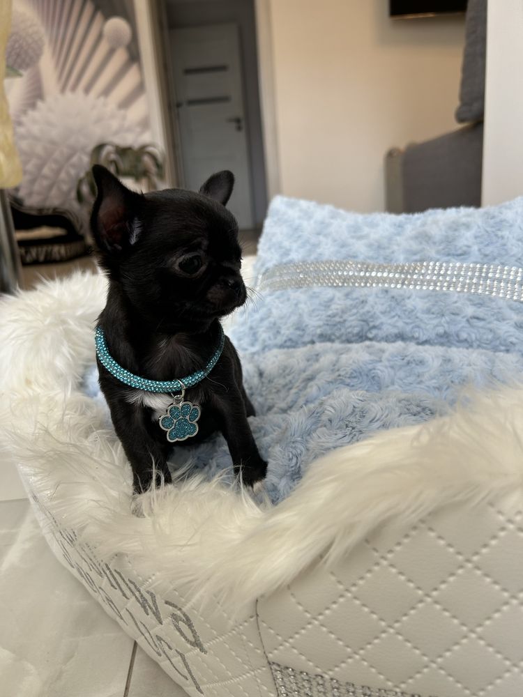 Chihuahua maleńka sunia. MEGA CUDO. JUŻ DO ODBIORU