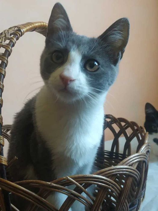 Киця  шукає  дім