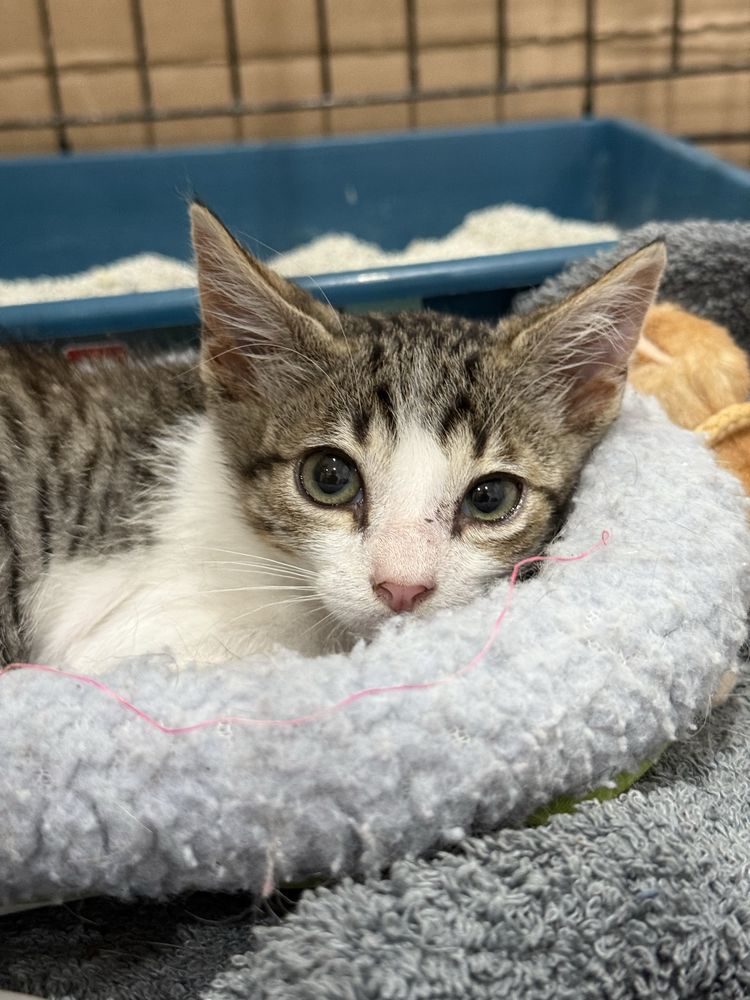 Gatinho 2 meses para adoção