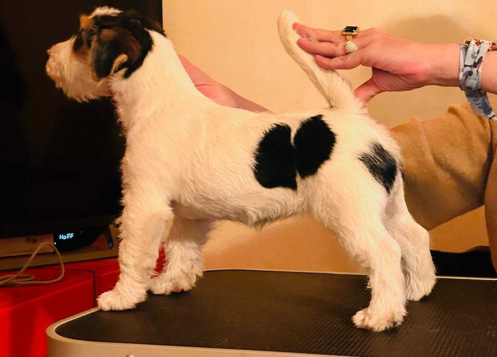 Jack Russell Terrier FCI ZKwP suczka wystawowa szorstkowłosa