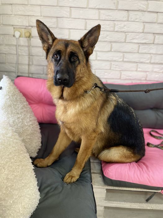 Максимально ефективна Експрес-линька для великих собак | Київ,Лівобере