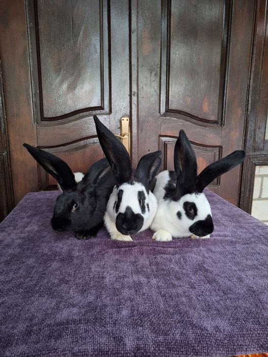 Кролі. Строкач. Кролики