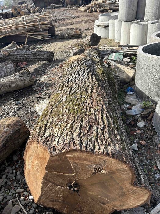 Горіховий кругляк