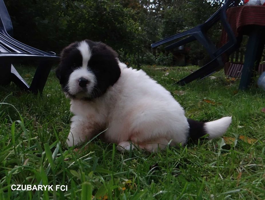 Landseer piesek GUSTO  Czubaryk