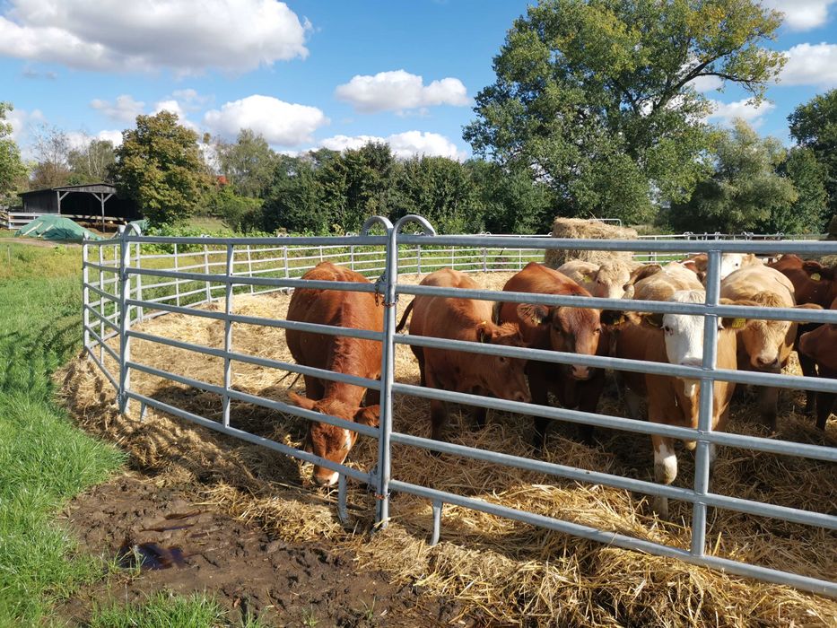 Panele wygrodzeniowe płoty wygrodzenia dla bydła miesnego