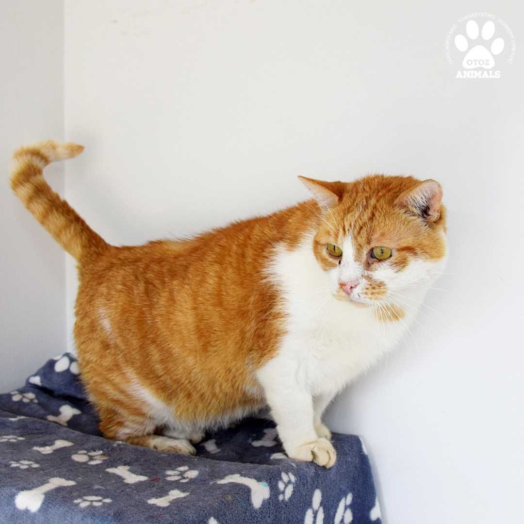 Rudy kocurek do adopcji! Poznajcie Keksa!